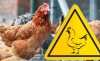 ОБЕРЕЖНО! В Україні зареєстровано новий випадок грипу птахів!