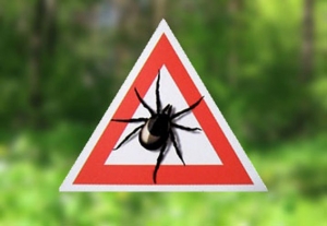 Обережно - кліщі: як уберегтися та що робити, якщо вас вкусили