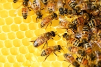 Онлайн-семінар з бджільництва